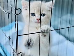 -伟伟宠物医院·瑞派猫友好医院·猫科(光谷店)