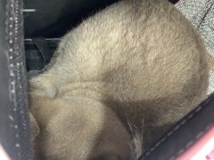 -四月宠物医院·猫专科·心脏专科·内科(转塘店)