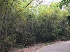-滴水岩森林公园