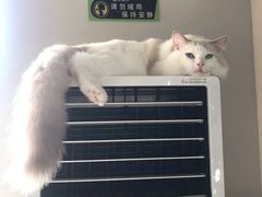 -东方名猫馆·英短金渐层布偶猫舍(环线广场1号楼店)
