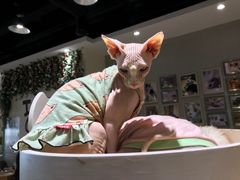 -藏猫猫咖啡主题馆(中央大道店)