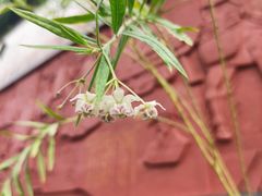 -广州神农草堂中医药博物馆