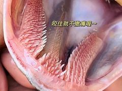 -煲来饱去冷水鱼