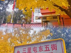 -三里屯东五街银杏大道