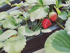 -甜心庄园·甜心草莓采摘园(西青中北店)