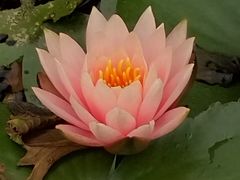 -花溪公园