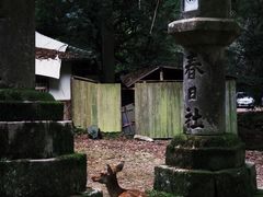 -奈良公园