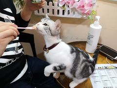 -李小姐の猫咖啡馆(五角场店)