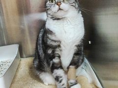 -安安宠医宠物医院·异宠·犬猫内科(岳阳分院)