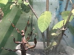 -上海大自然野生昆虫馆(东方明珠·爬宠昆虫探索中心)