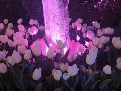 -花博汇(知音花月夜)