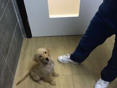 -美联众合宠物医院·爱萌分院·内外科·猫科中心