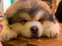 -李小姐の猫咖啡馆(五角场店)