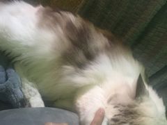 -李小姐の猫咖啡馆(五角场店)