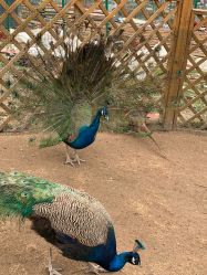 -萌宠亲子动物乐园(槐房万达店)