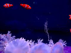 -欢乐海岸海洋奇梦馆