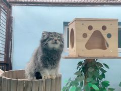 -青藏高原野生动物园