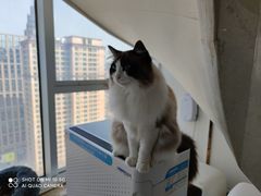 -Catmate·猫肥家润(金润铂宫店)
