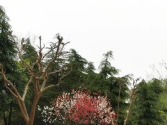 -曹州牡丹园
