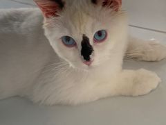 -猫苑生活馆