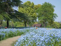 -上海滨江森林公园