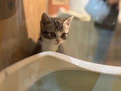 -BABIT巴比特宠物(MOMOPARK店)