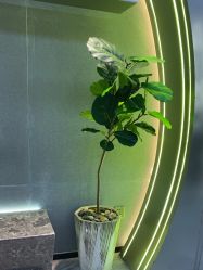 -不迫先生专业男士剪发