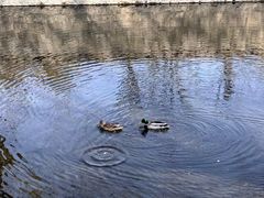 -海棠花溪(元大都城垣遗址公园)