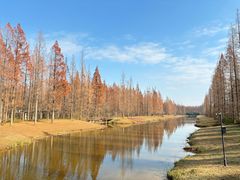 -黄海国家森林公园