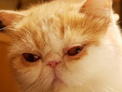 -滚猫咖啡·猫咖·猫友好撸猫(未来城店)