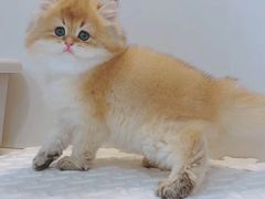 -青奢宠物·青奢猫舍