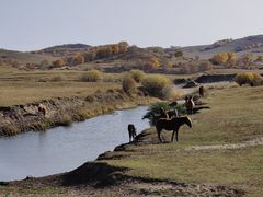 -乌兰布统景区-白桦林