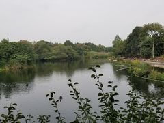 天鹅湖-成都大熊猫繁育研究基地