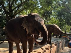 -深圳野生动物园