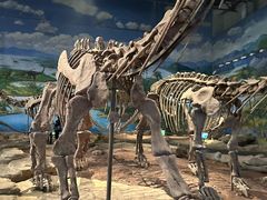 -自贡恐龙博物馆