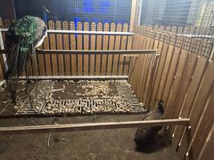 -廊坊固安福朋喜来登酒店