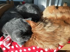 -猫小院猫主题咖啡厅(北锣店)