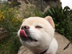 -超宠爱宠物摄影-Super pet