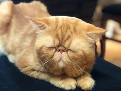 -more than meow吴止猫主题餐厅(承德 中船汇店)