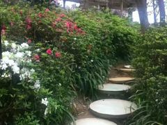 -南山植物园
