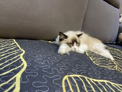 -萌兽医馆·绝育·24小时内科·宠物医院(德胜店)