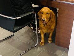 -青岛鸿发智越领克新能源中心