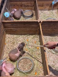 -酷嗒动物文化乐园(cutezoo西溪乐天城店)