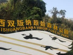 -西双版纳原始森林公园