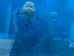 -海棠湾洲际-涛·海底餐厅·美人鱼·自助餐·海底隧道