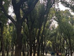 -东湖落雁景区