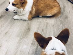 -浣熊柯尔鸭土拨鼠·电玩咖