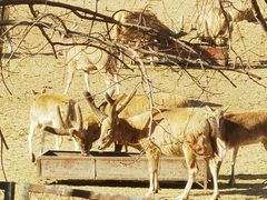 -北京麋鹿生态实验中心