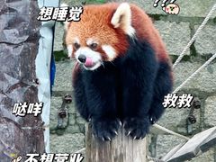 -上海野生动物园