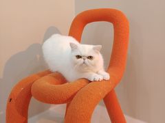 -More Fun猫咖 二十只万元加菲主题